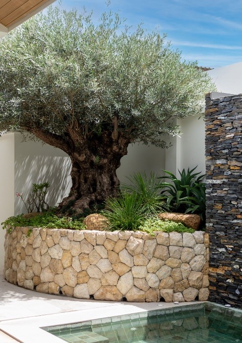 The villa's 400-year-old olive tree